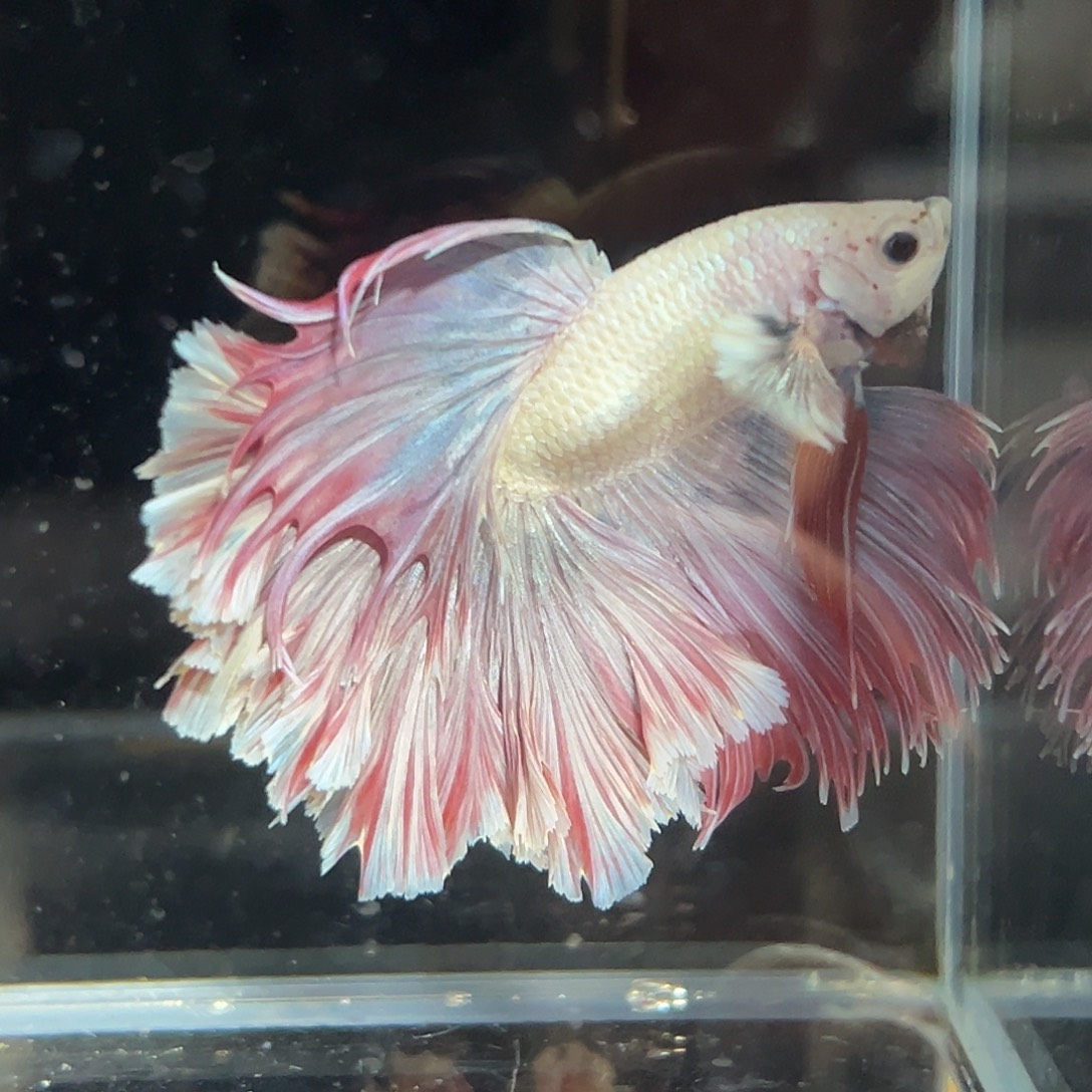 斗鱼2号流梳感香芋紫花瓣