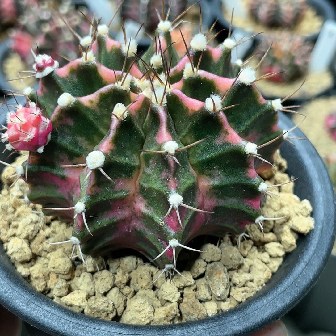 泰系实生，粉臀粉背米哈