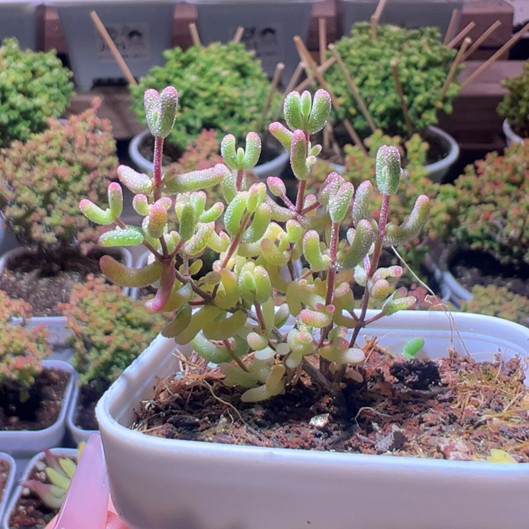 430米粒锦一物一拍带盆土发货