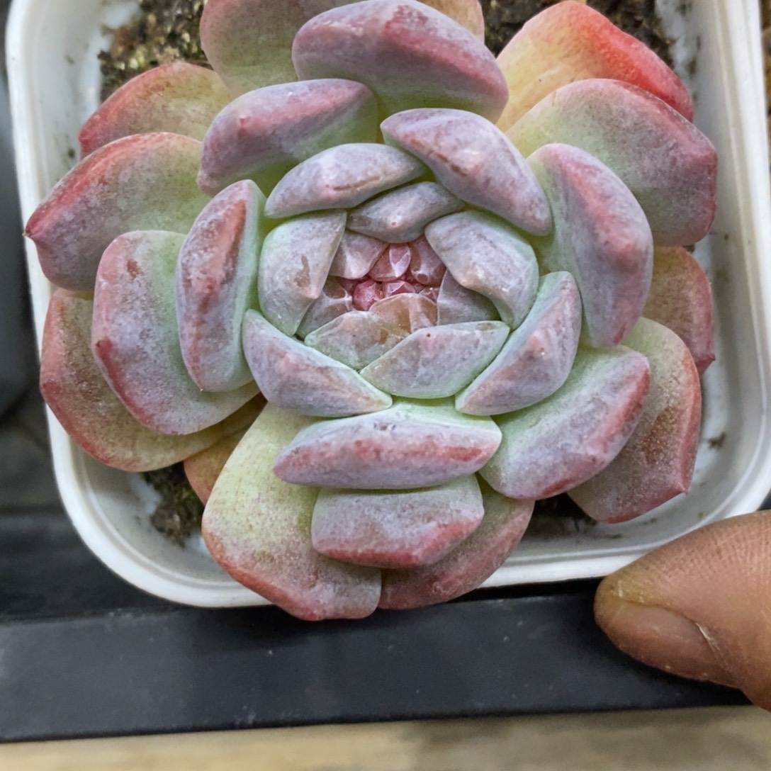 精品多肉一物一拍不包整80