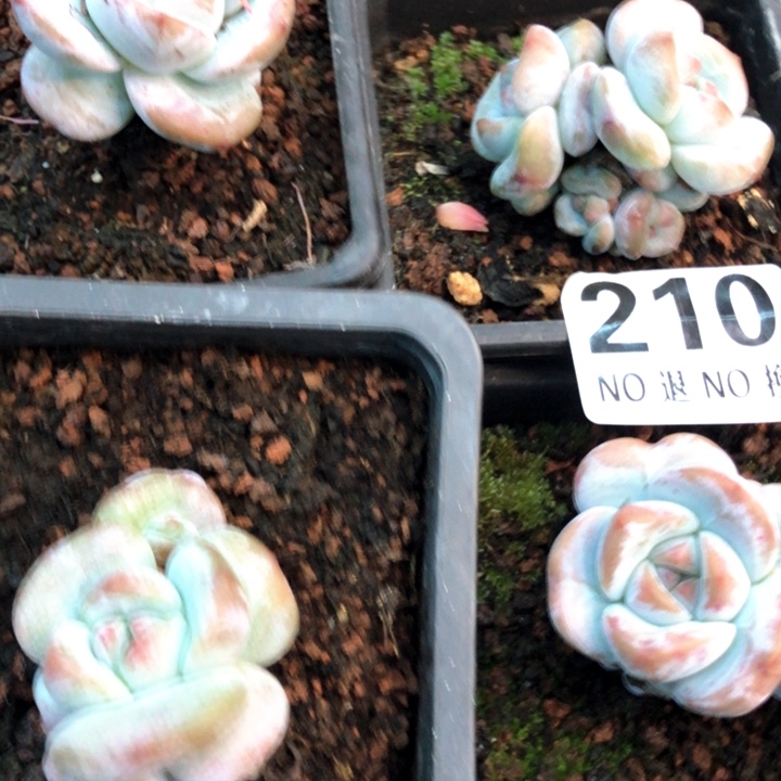 星影石榴籽福利出咯 210