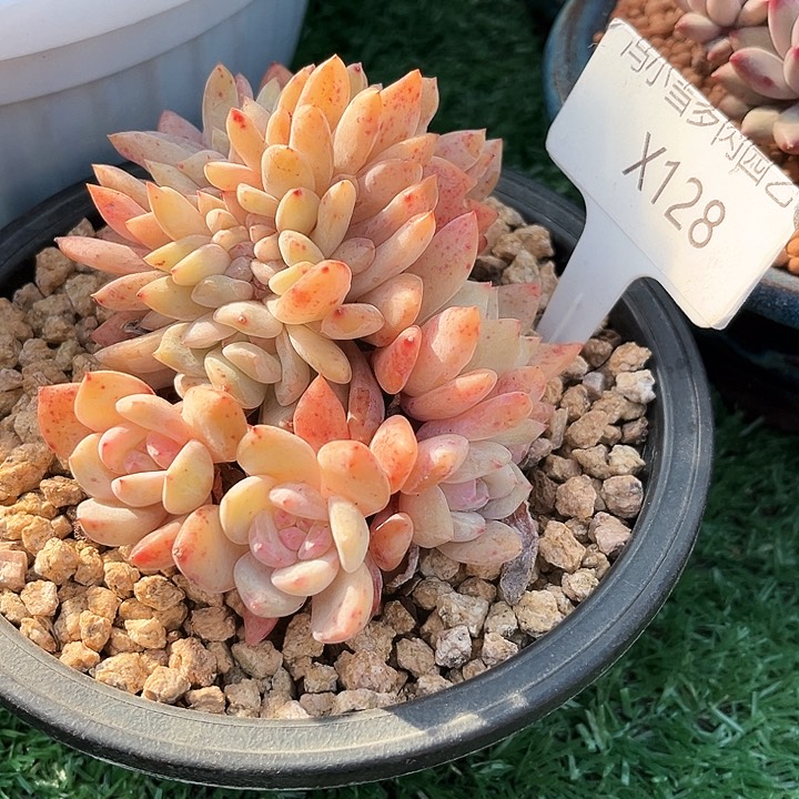 我是第一百个为妖刀应援的阴阳