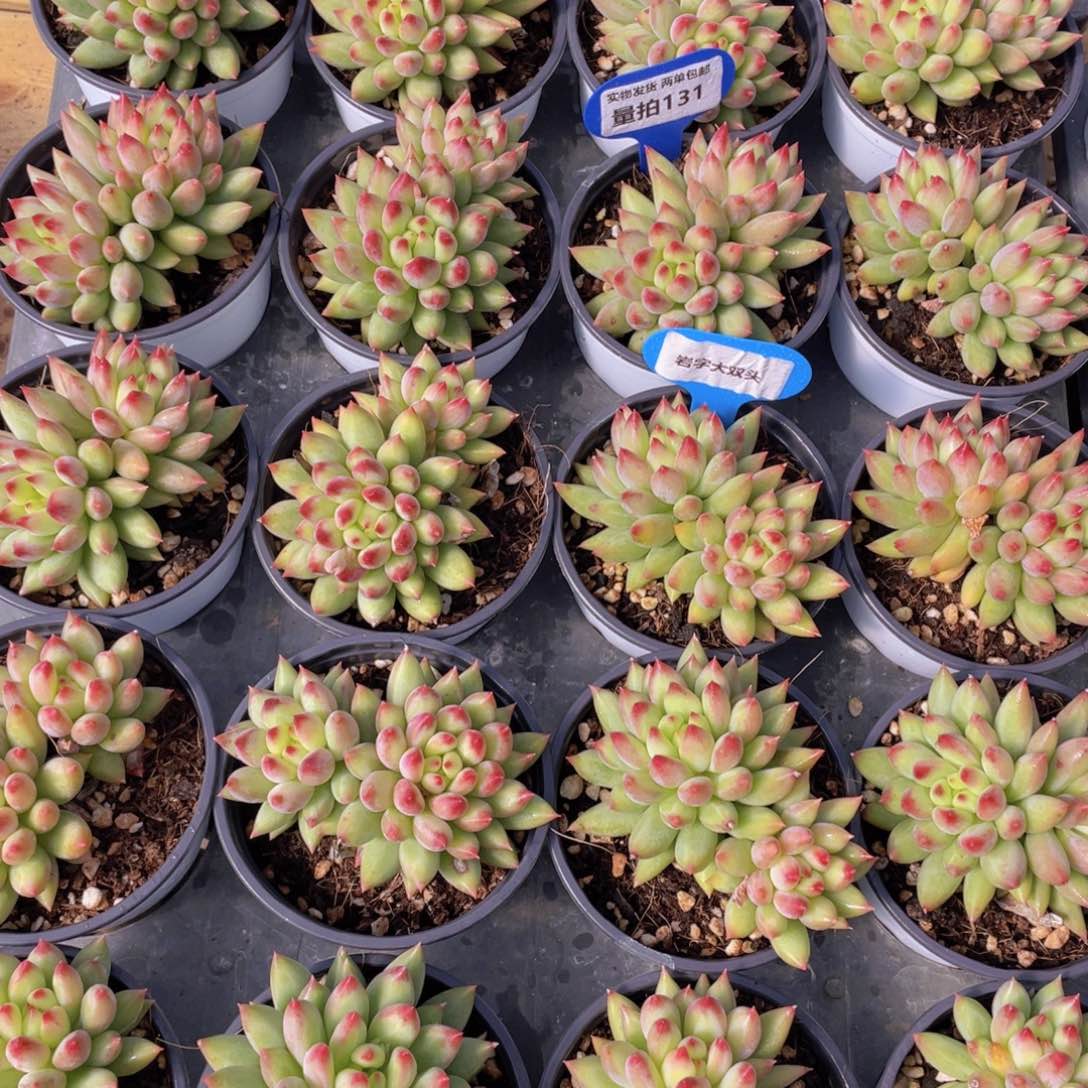 量拍131号 岩字大双头一个