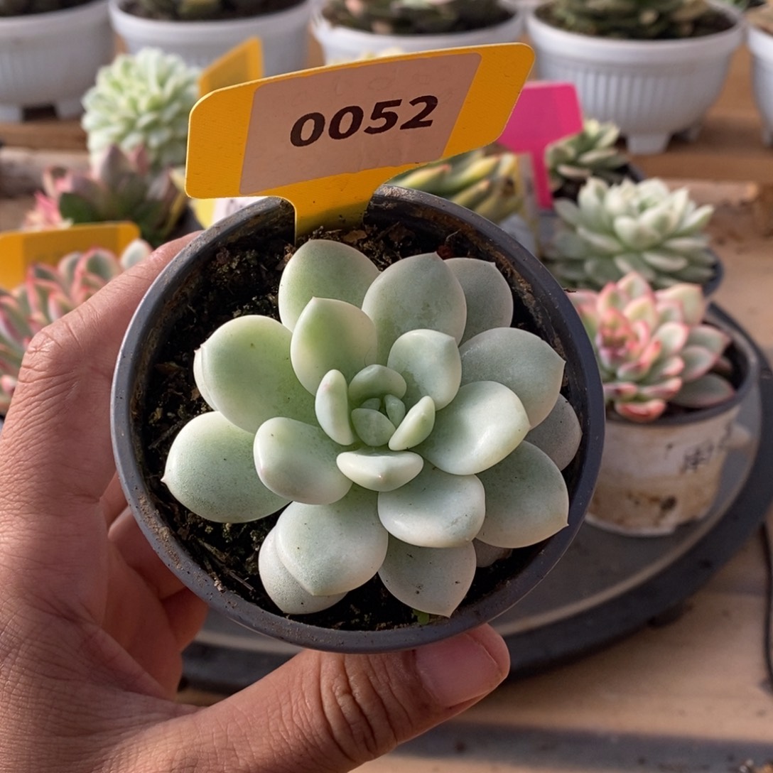 0052香水哈哈哈哈哈