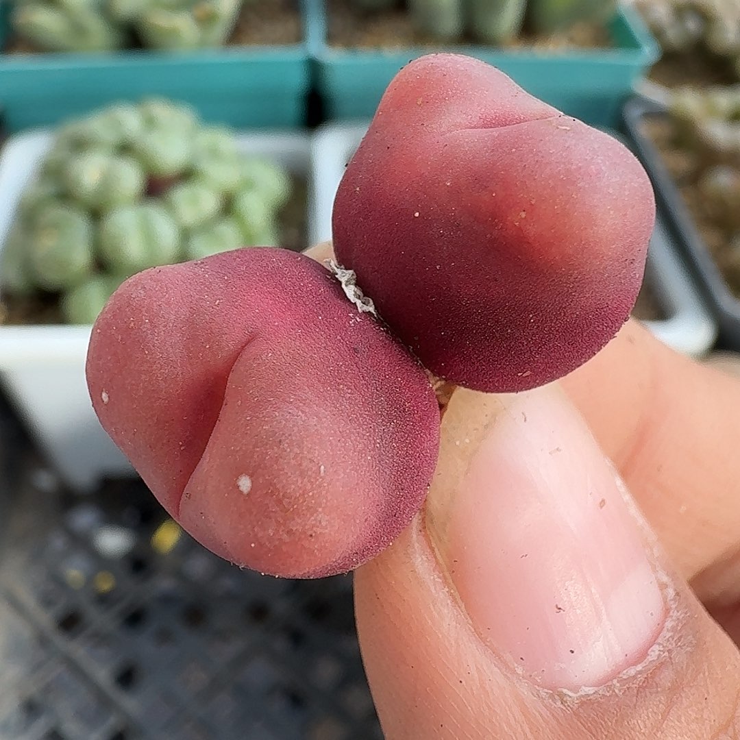 1700双头毛汉尼福利