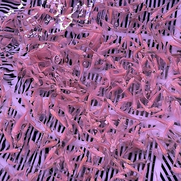 海水鱼蝴蝶鲤2-3 2条