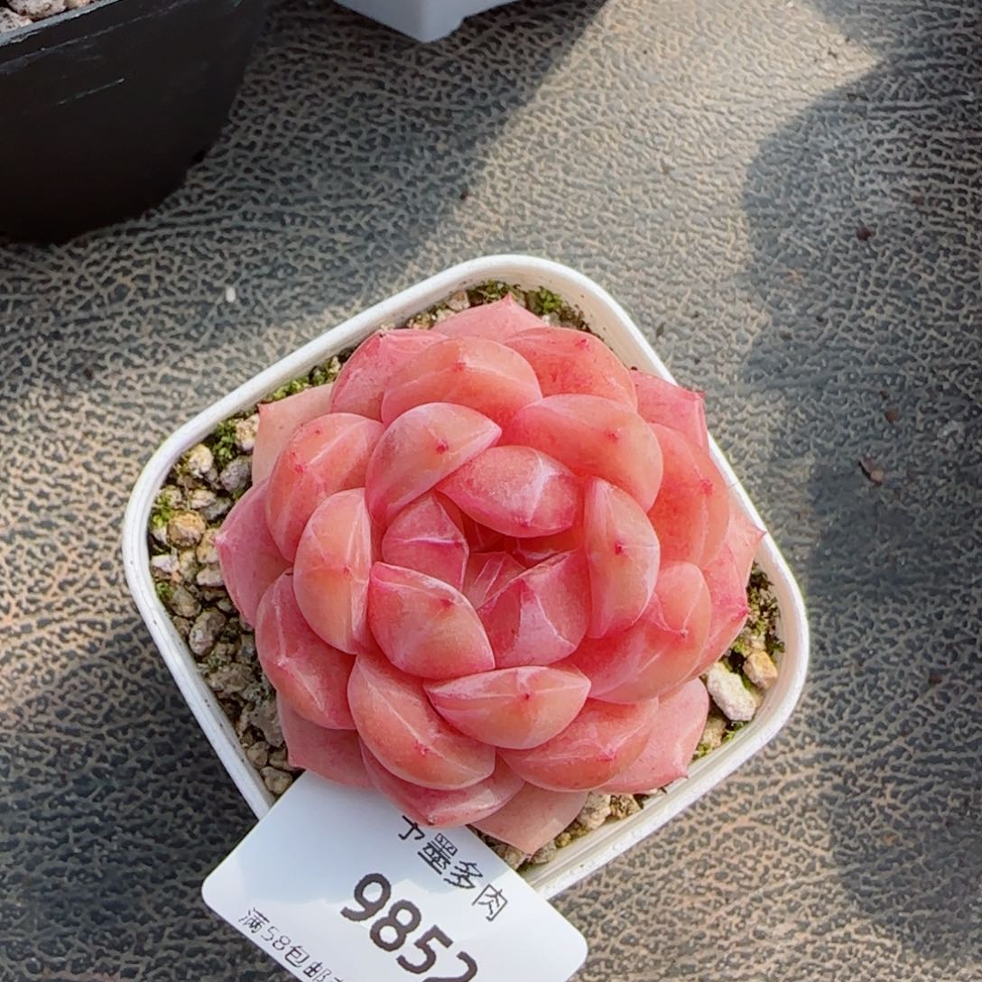 孤品珍妮，9852多肉植物