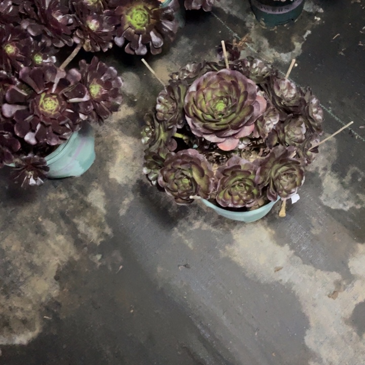 49魅金多肉植物多肉