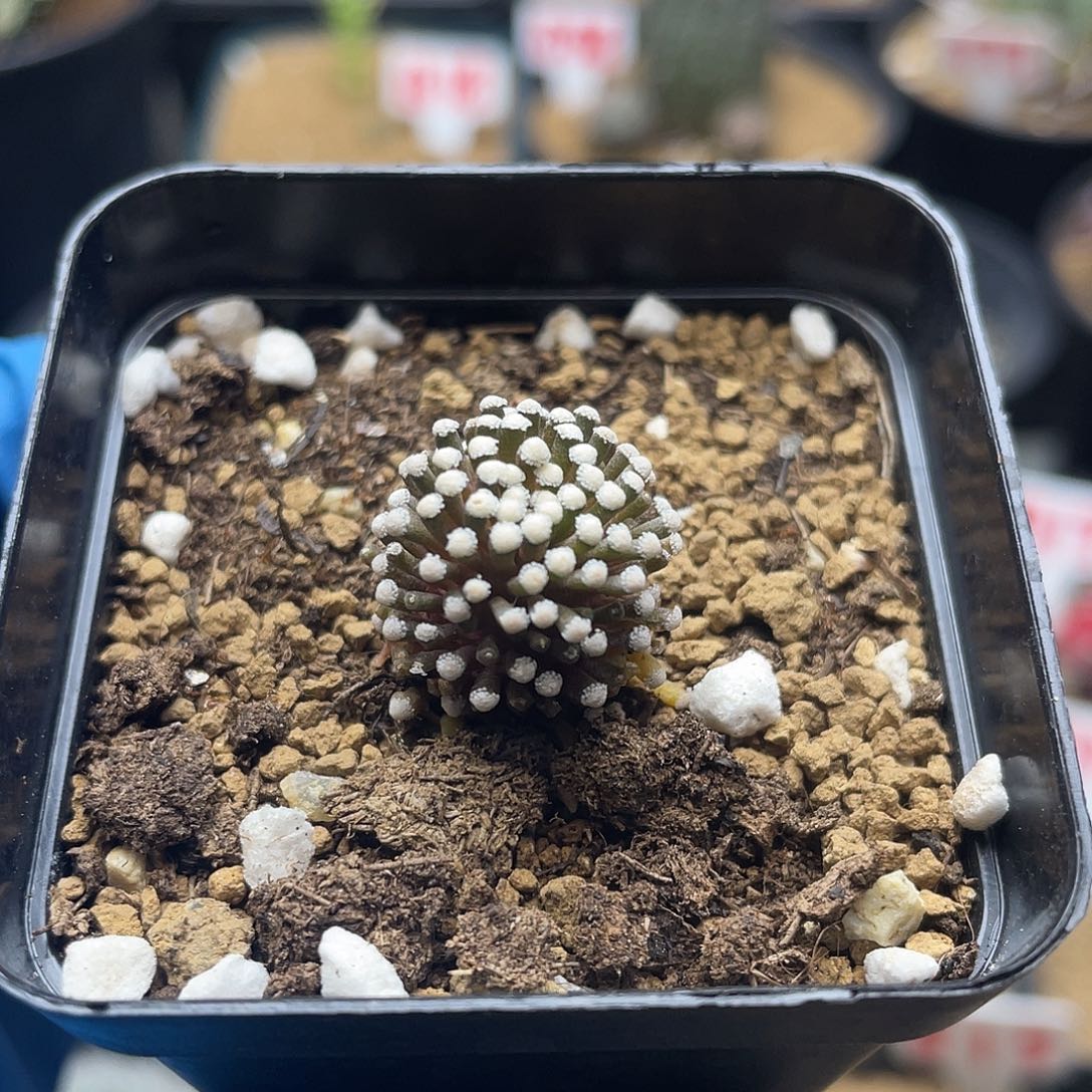 松针牡丹仙人球多肉