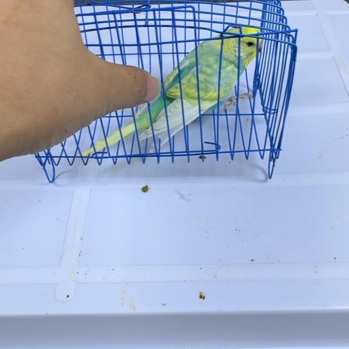 虎皮鹦鹉苹果珍珠彩公鸟一