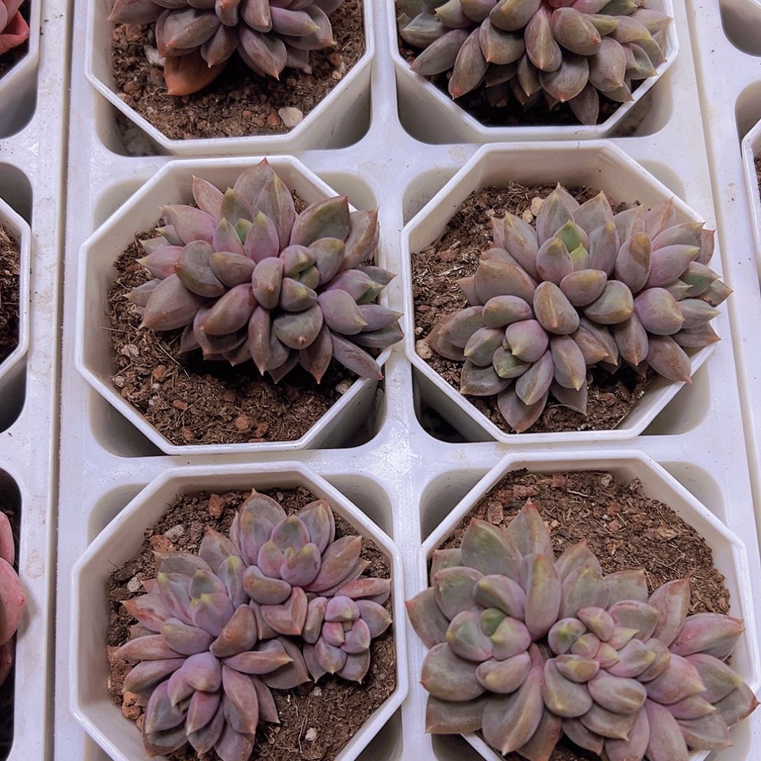 红象牙群19包邮多肉植物