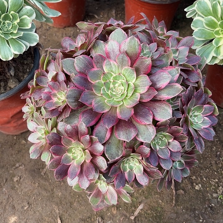 多肉植物莲花座24