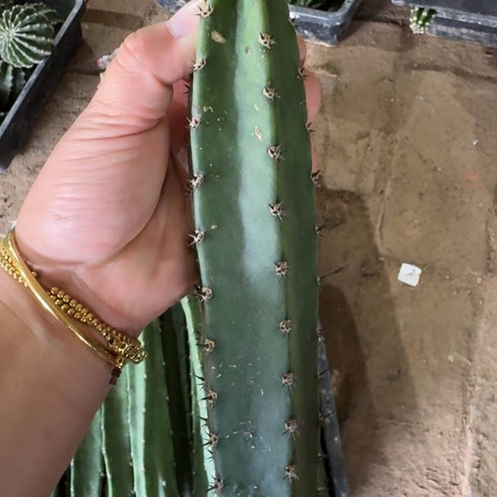 黑刺秀普无根侧牙25公分左右斑一个，20包邮