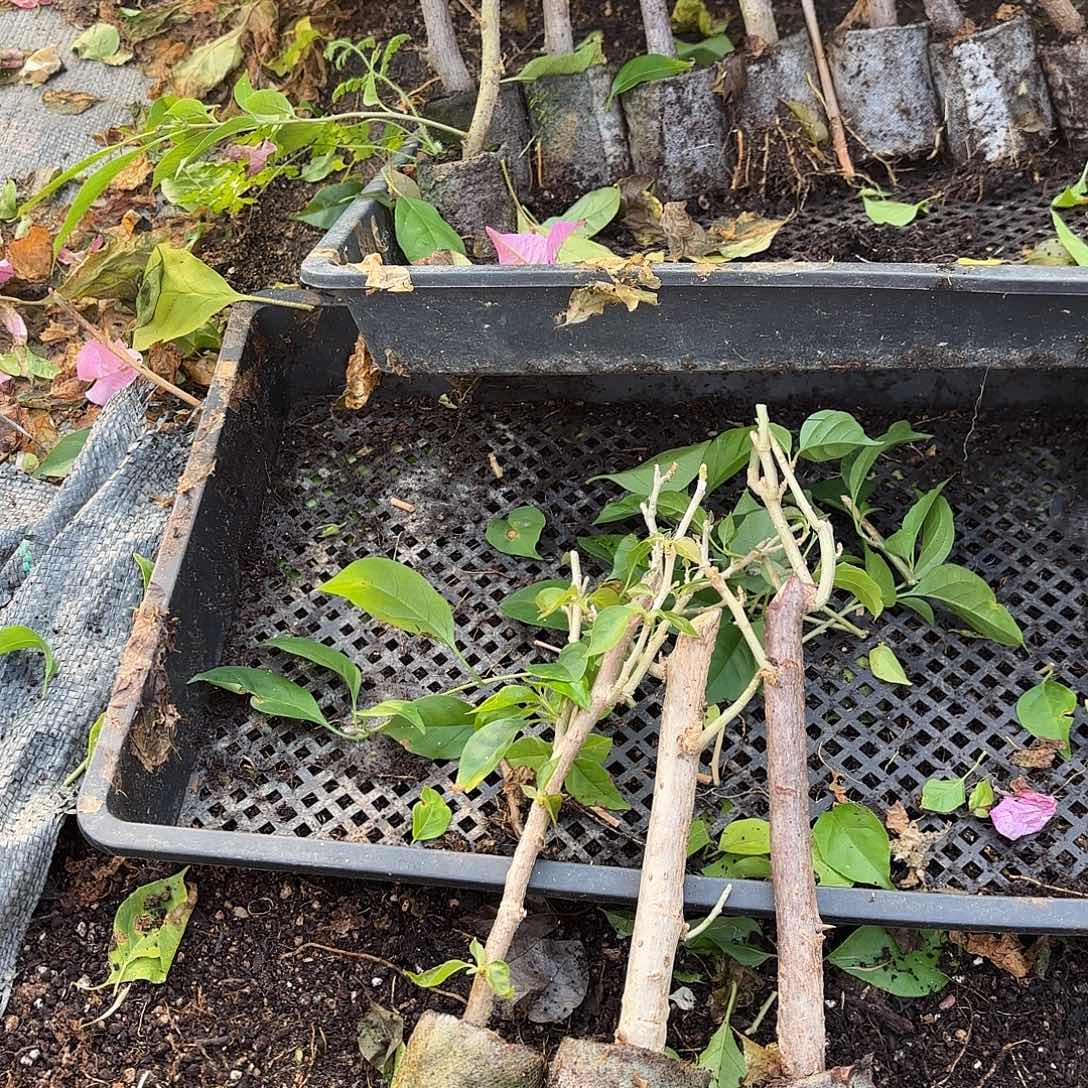 阳***果当前无花栽培后可以开花袋苗盲盒三颗不包活3颗12