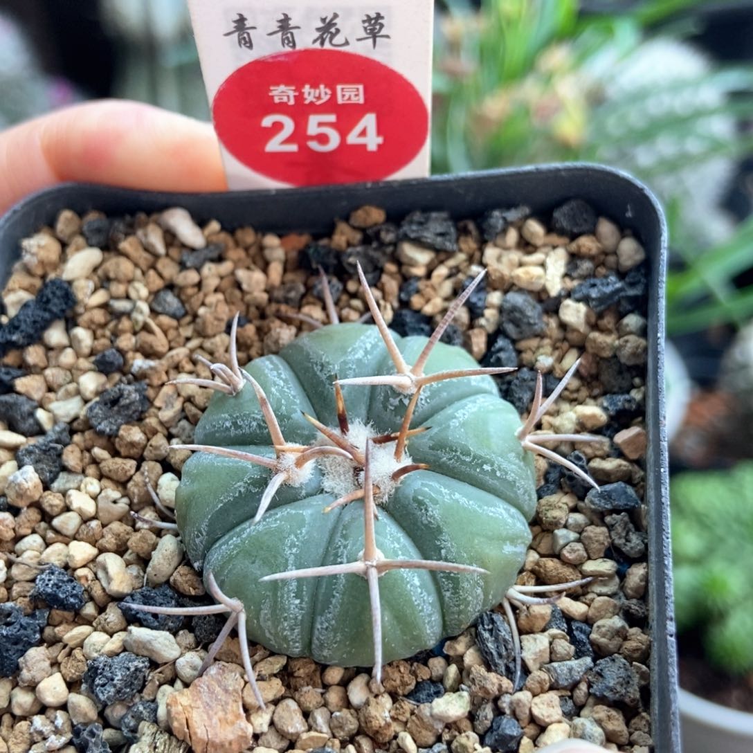 实生尖红丸平丸3.2cm一棵仙人球