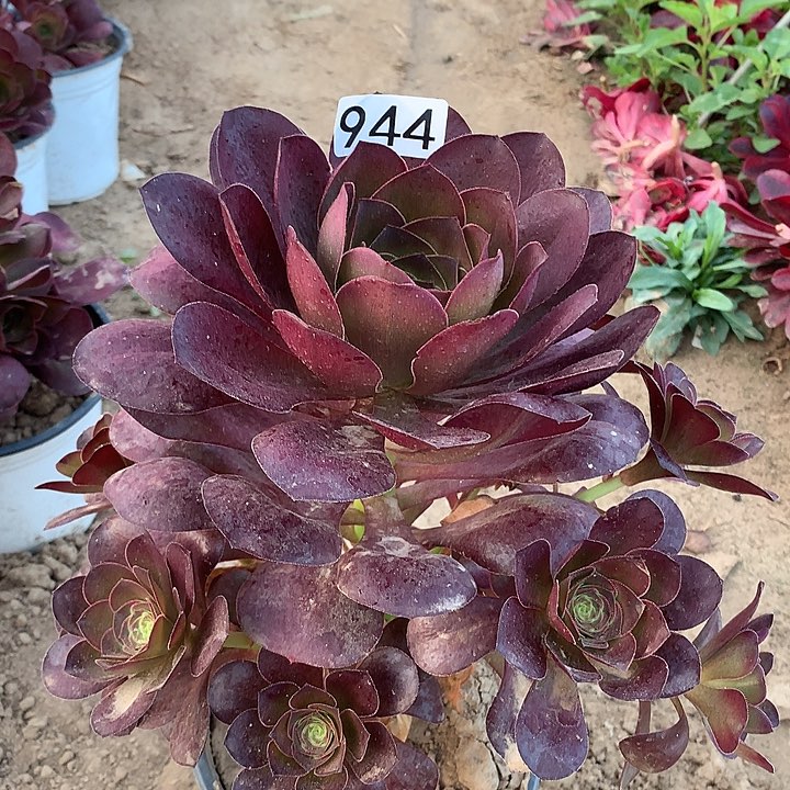 944魅金玫瑰多肉植物1
