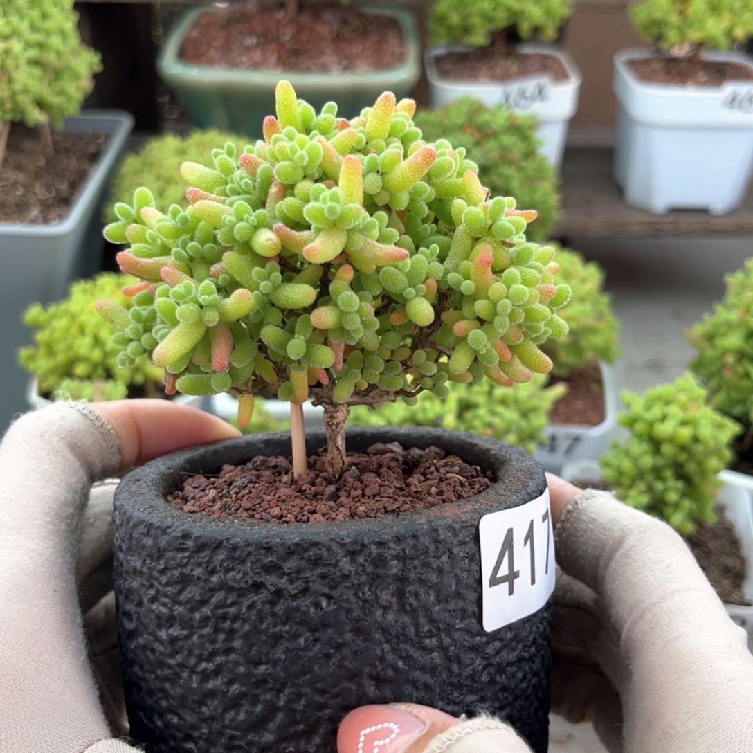 417金桔棒棒糖带盆