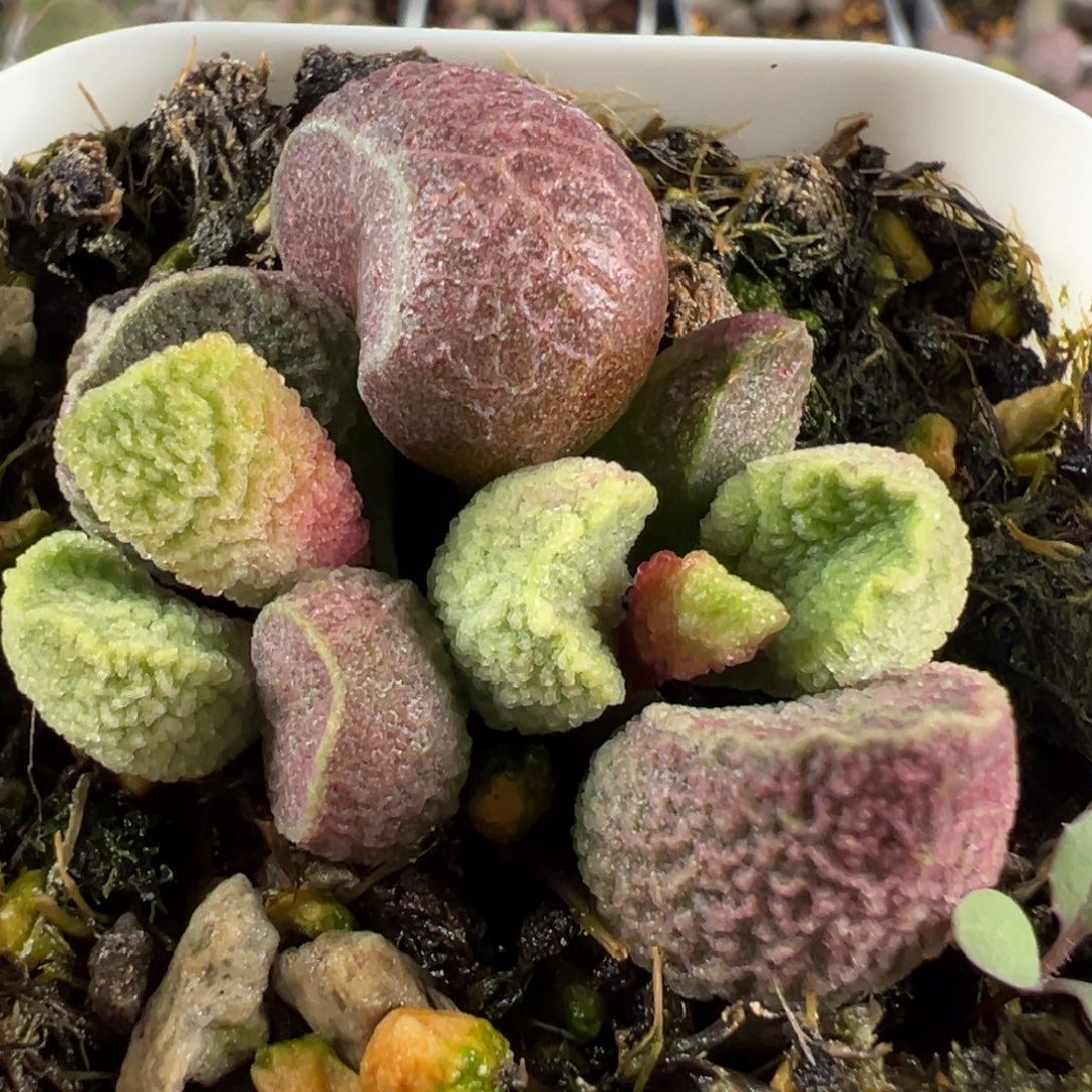 圆球实生新品大苗多肉植物