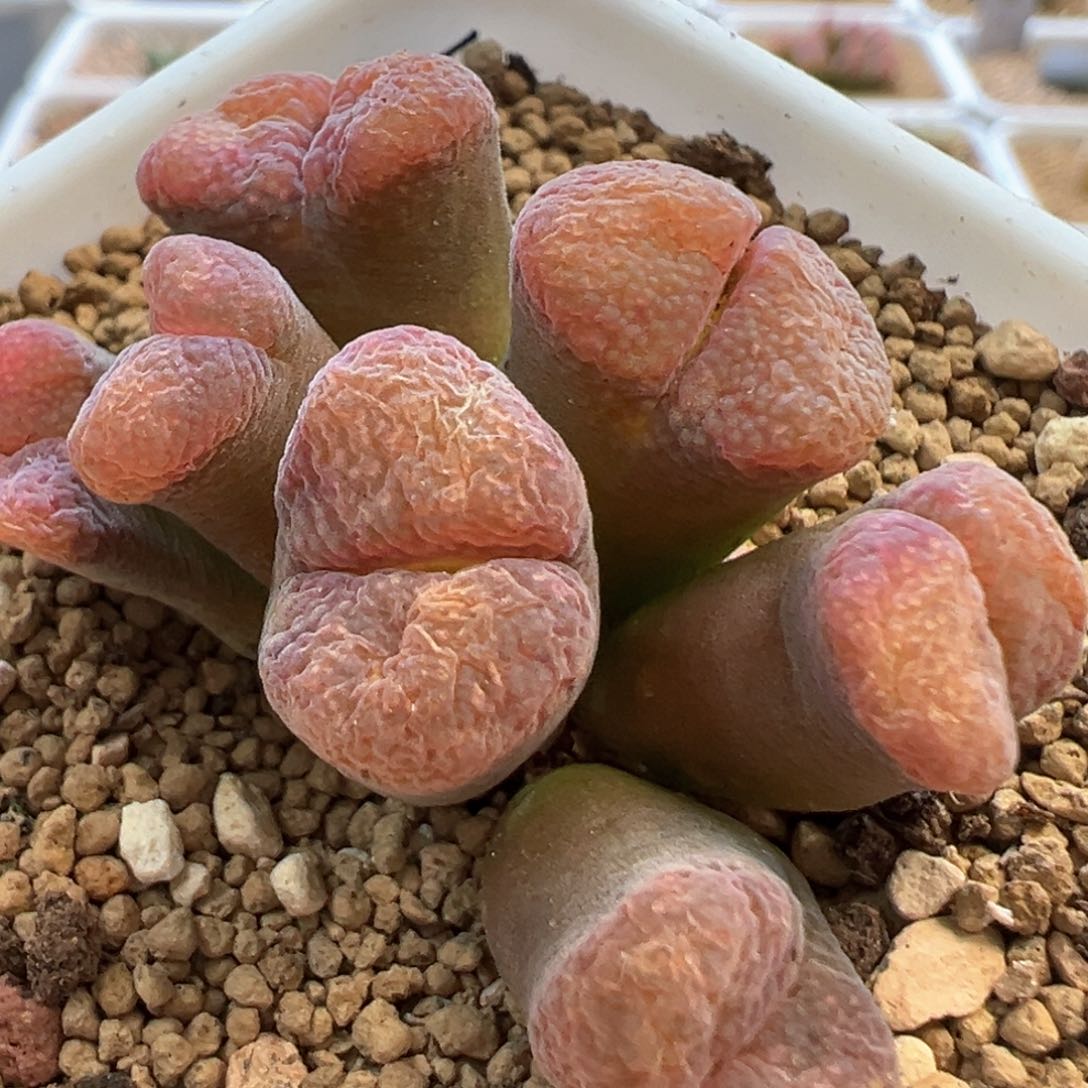 产区花魁风铃 肉锥植物