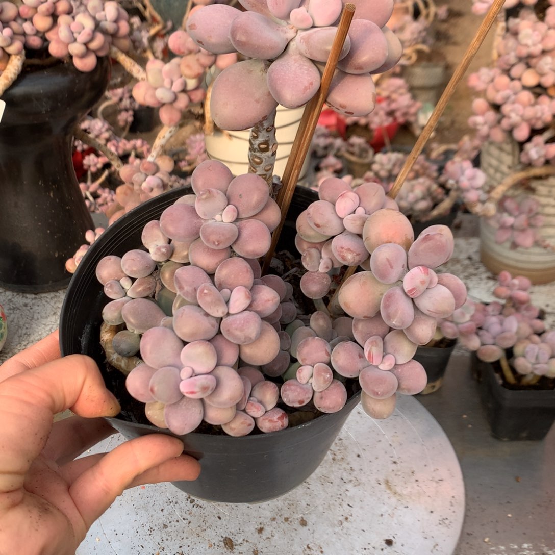 桃蛋老桩不带盆57号