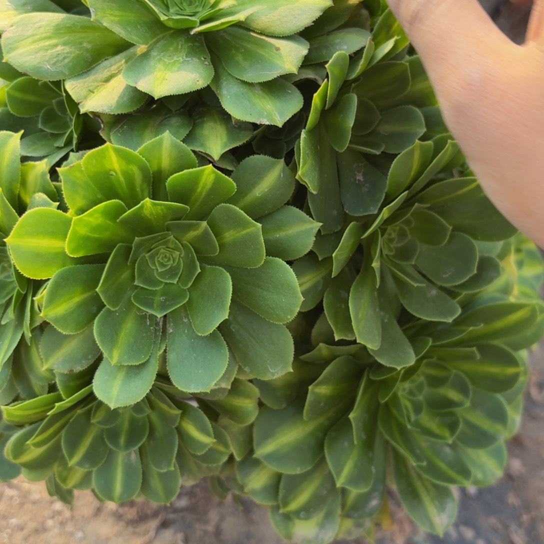 278多肉植物捧花的@