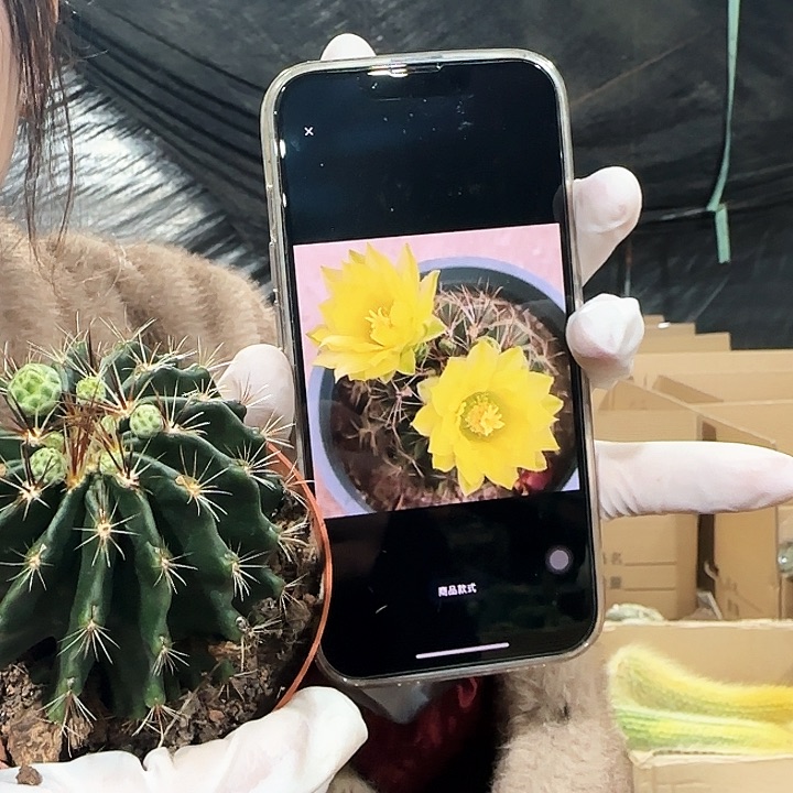 绿花龙王111111111