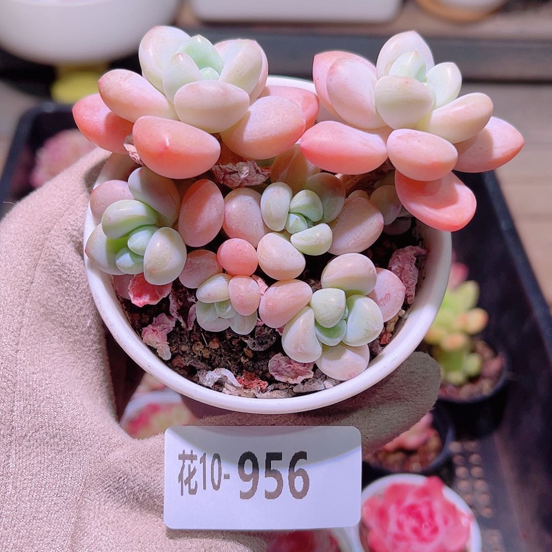 花利美10-956洛神