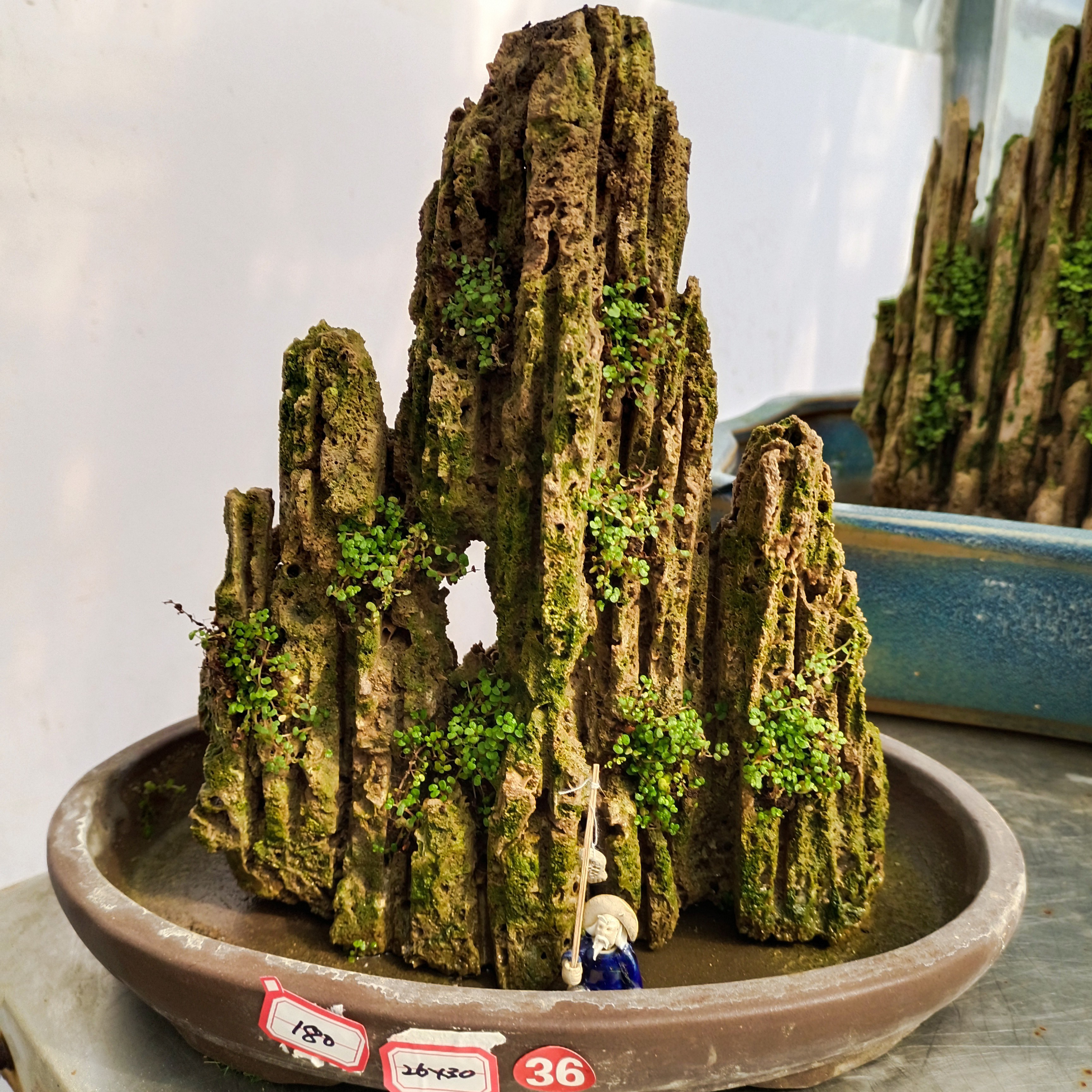 高26盆长30小型吸水石绿植盆景