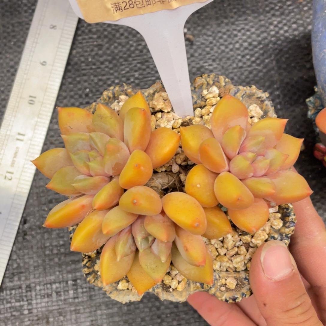 弥鹿之森一物一拍