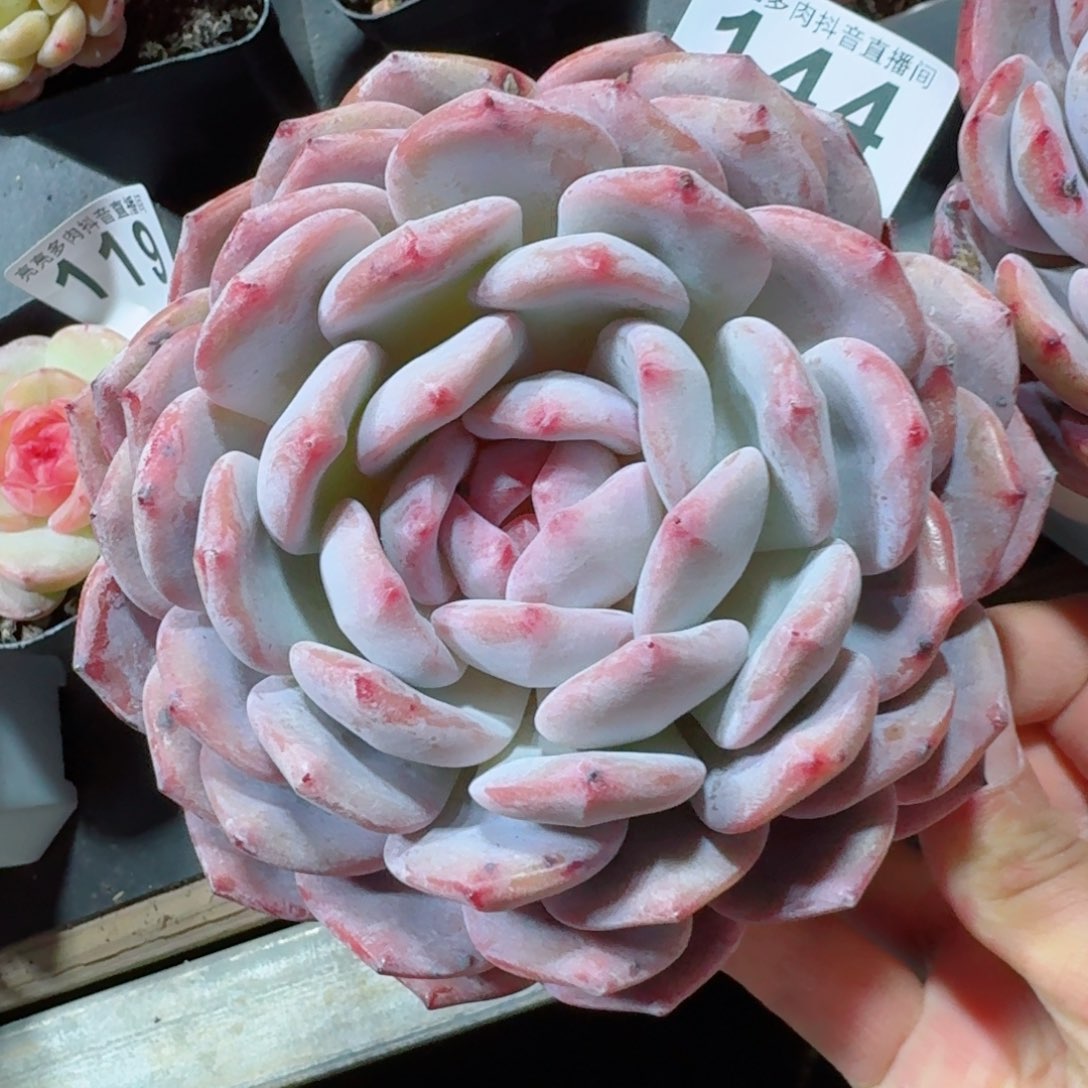 橙子         精品多肉