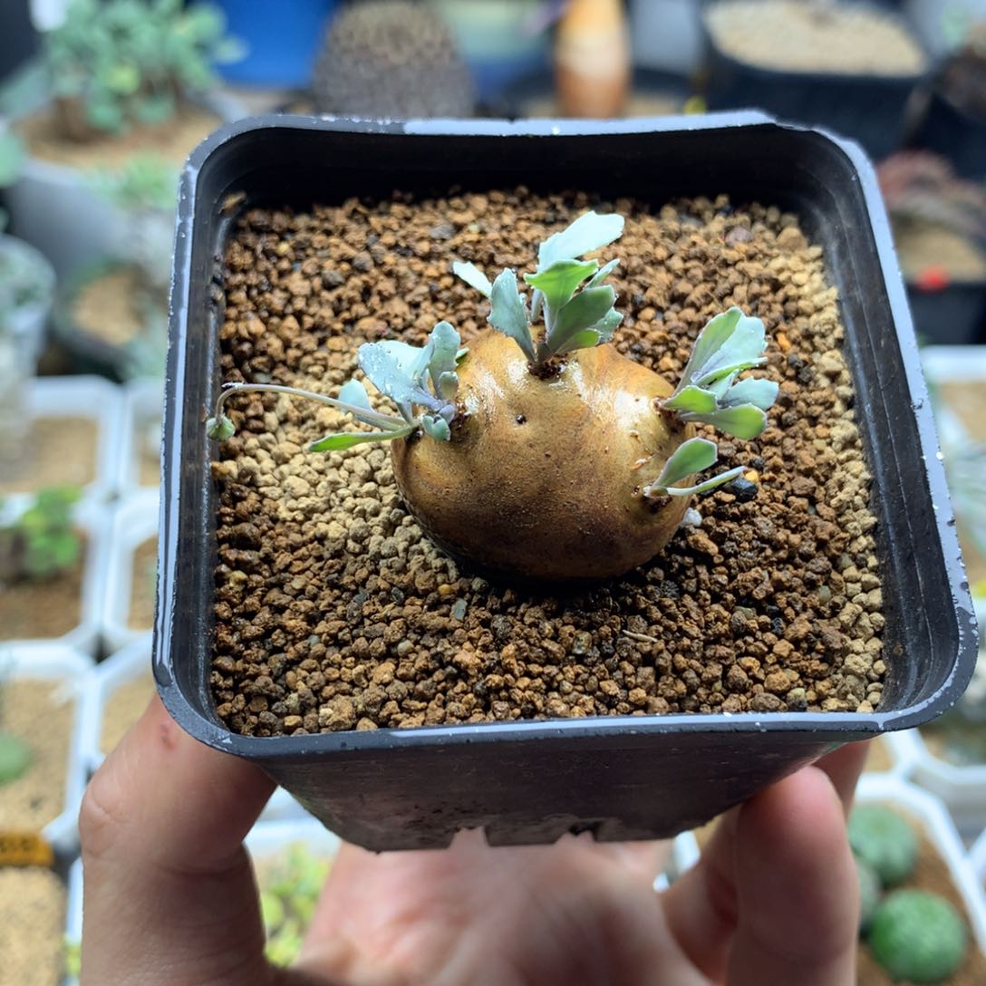 格加厚敦菊母本多肉带盆