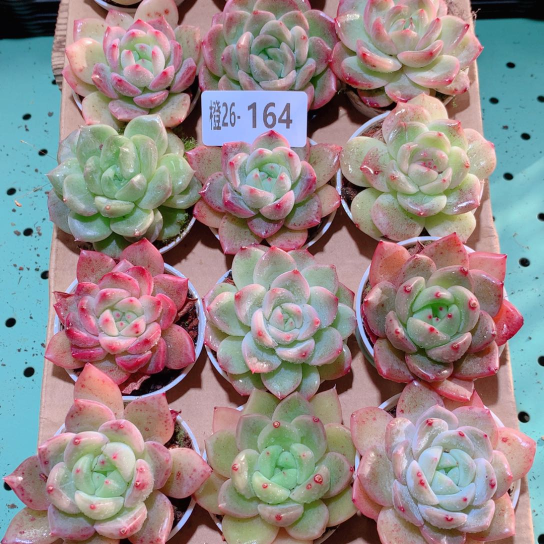26-164一物一拍多肉带盆18颗