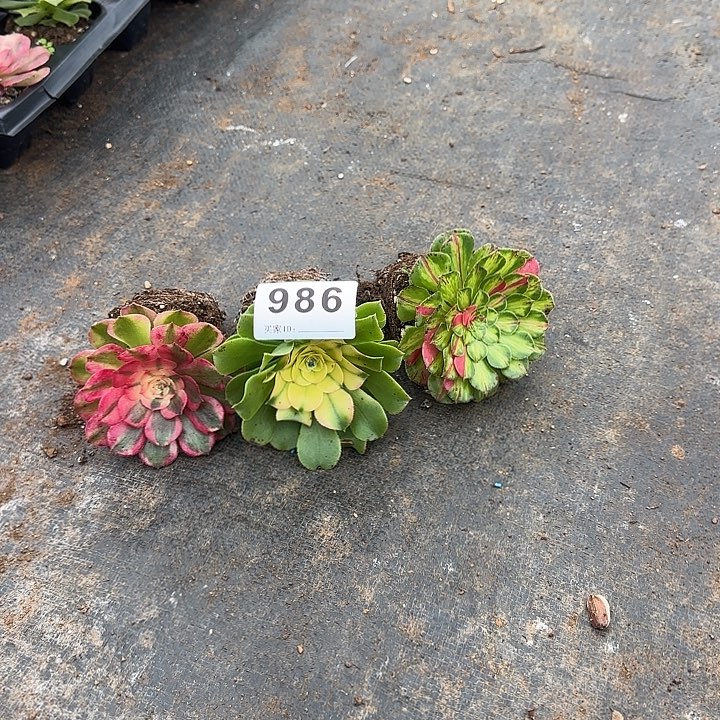 永***恒三颗小苗多肉植物986