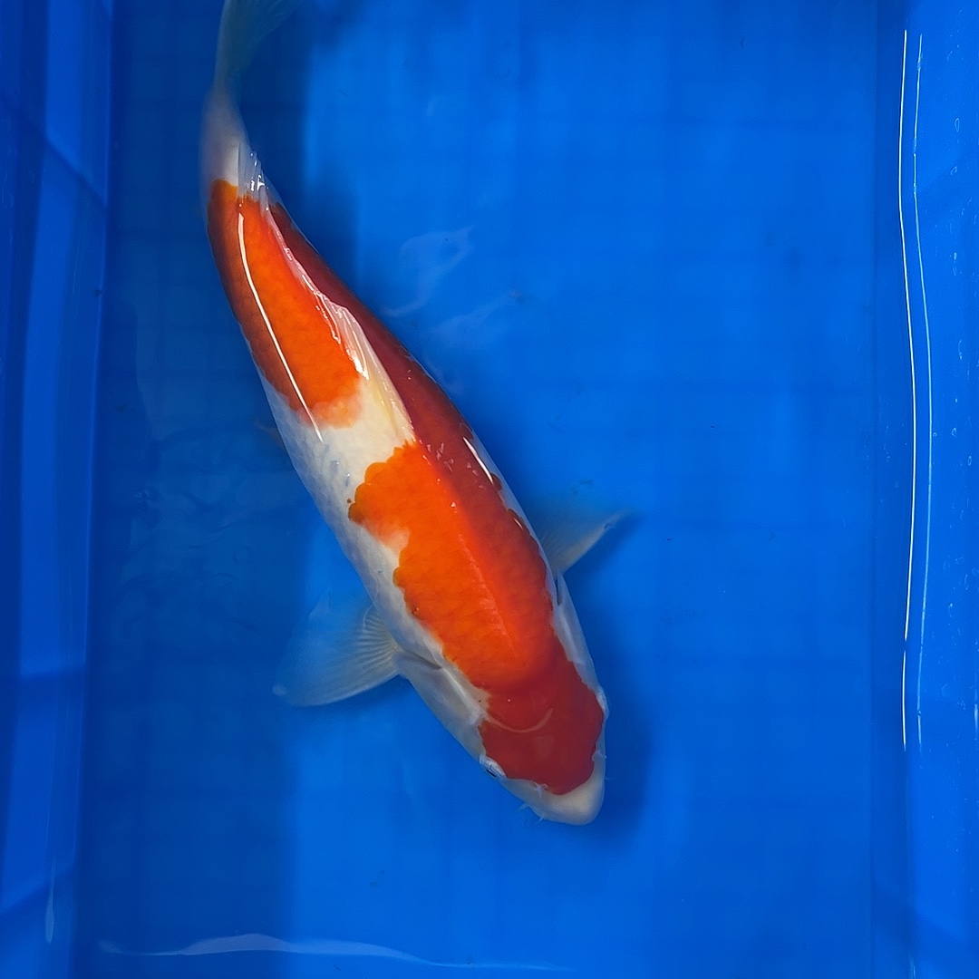 海水鱼精品留养级别红白