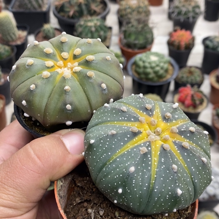 实生西瓜兜2颗缺水特价