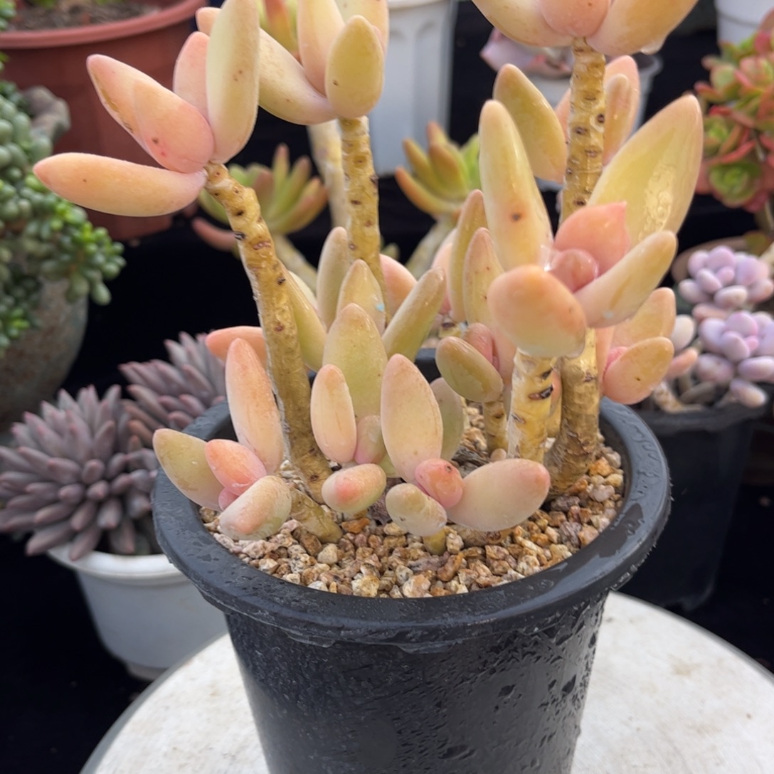 好姑娘多肉园艺，香蕉美人