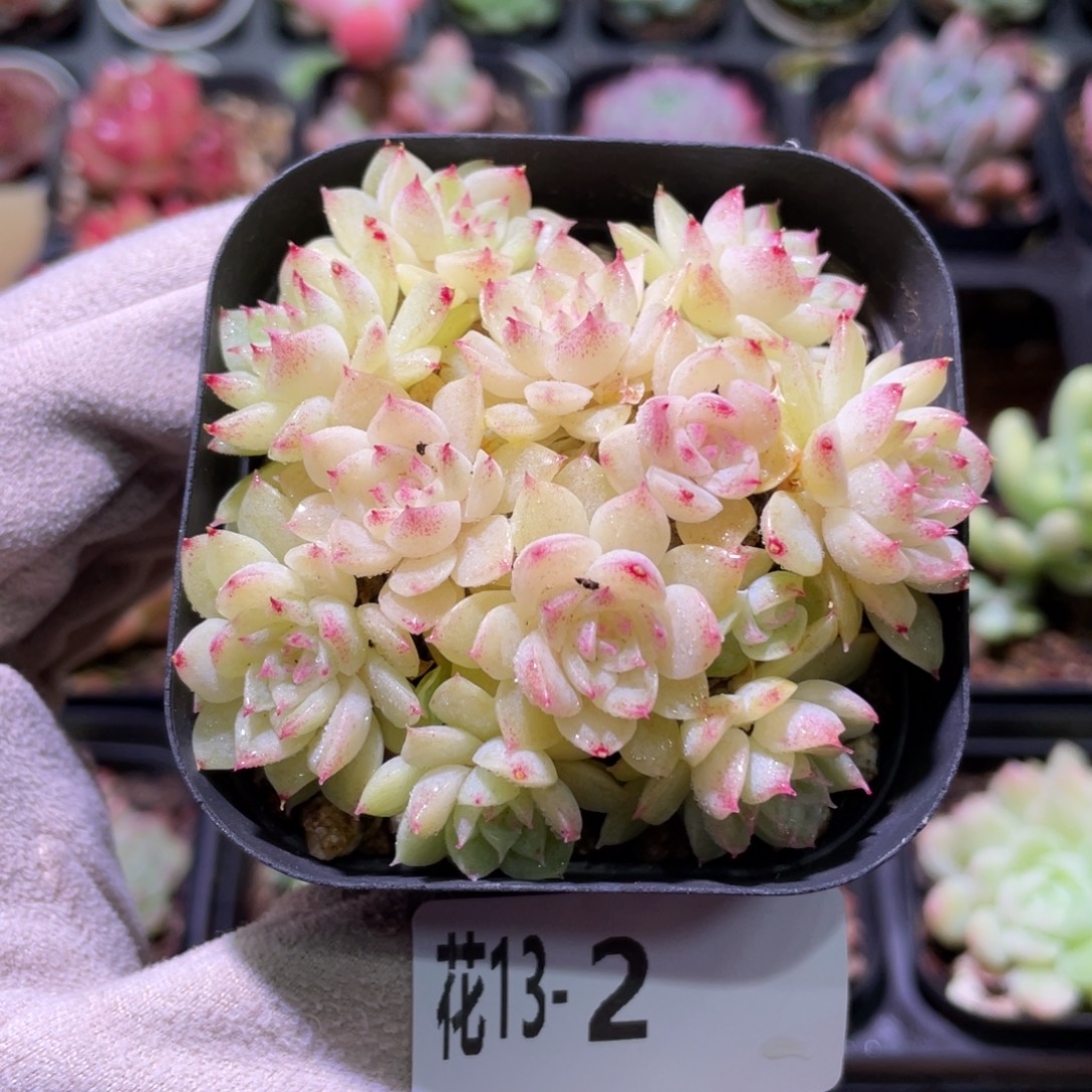 花利美13-2麦秆群