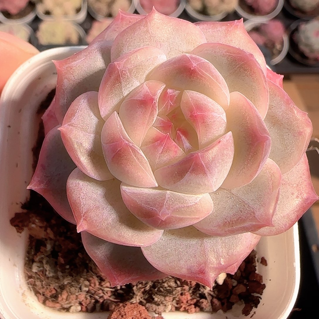 多肉1209-254福利