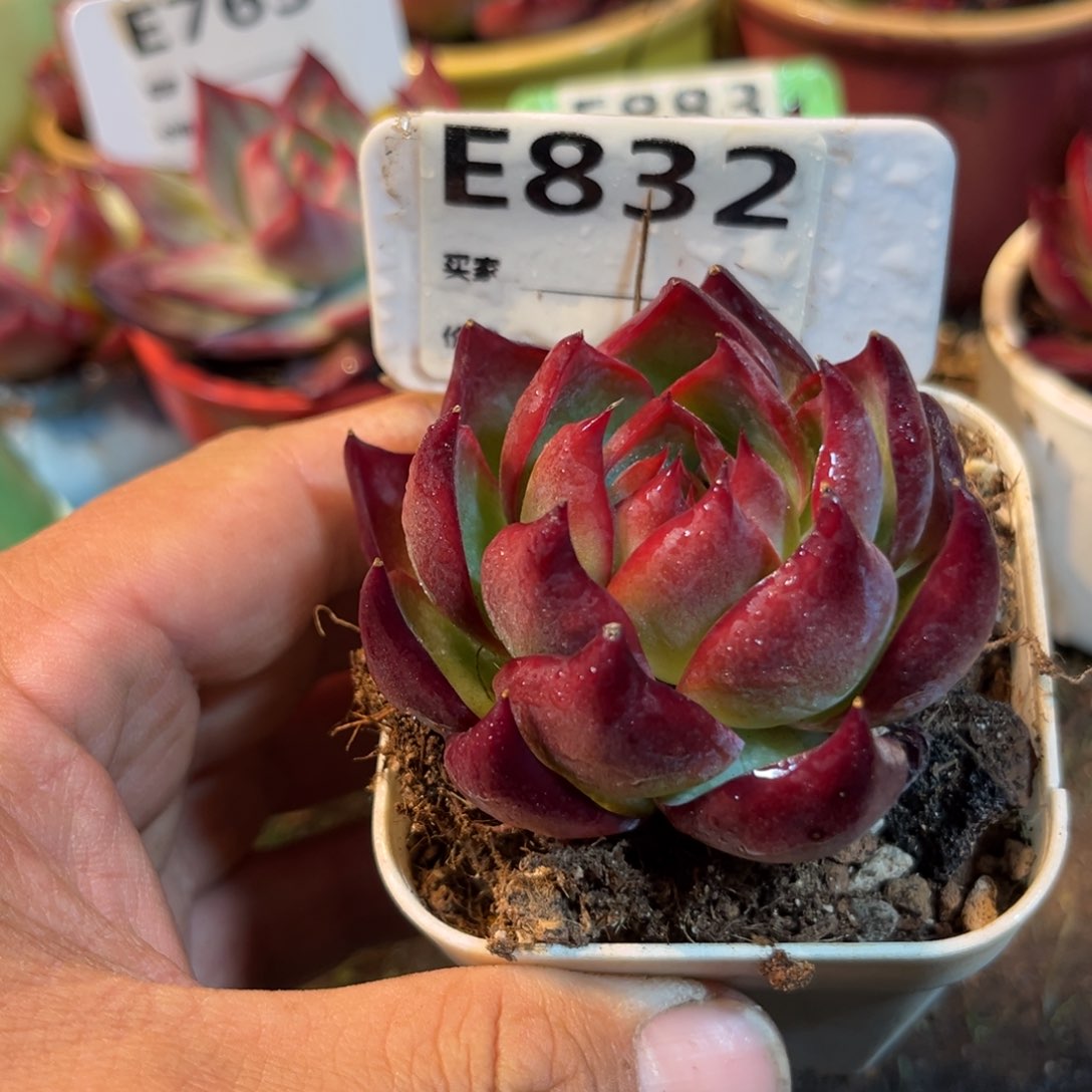 惊鸿一瞥832号多肉