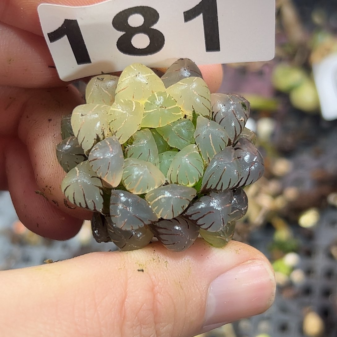 红红火火恍恍惚惚