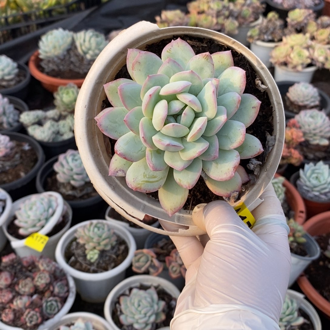 175不知名一物一拍