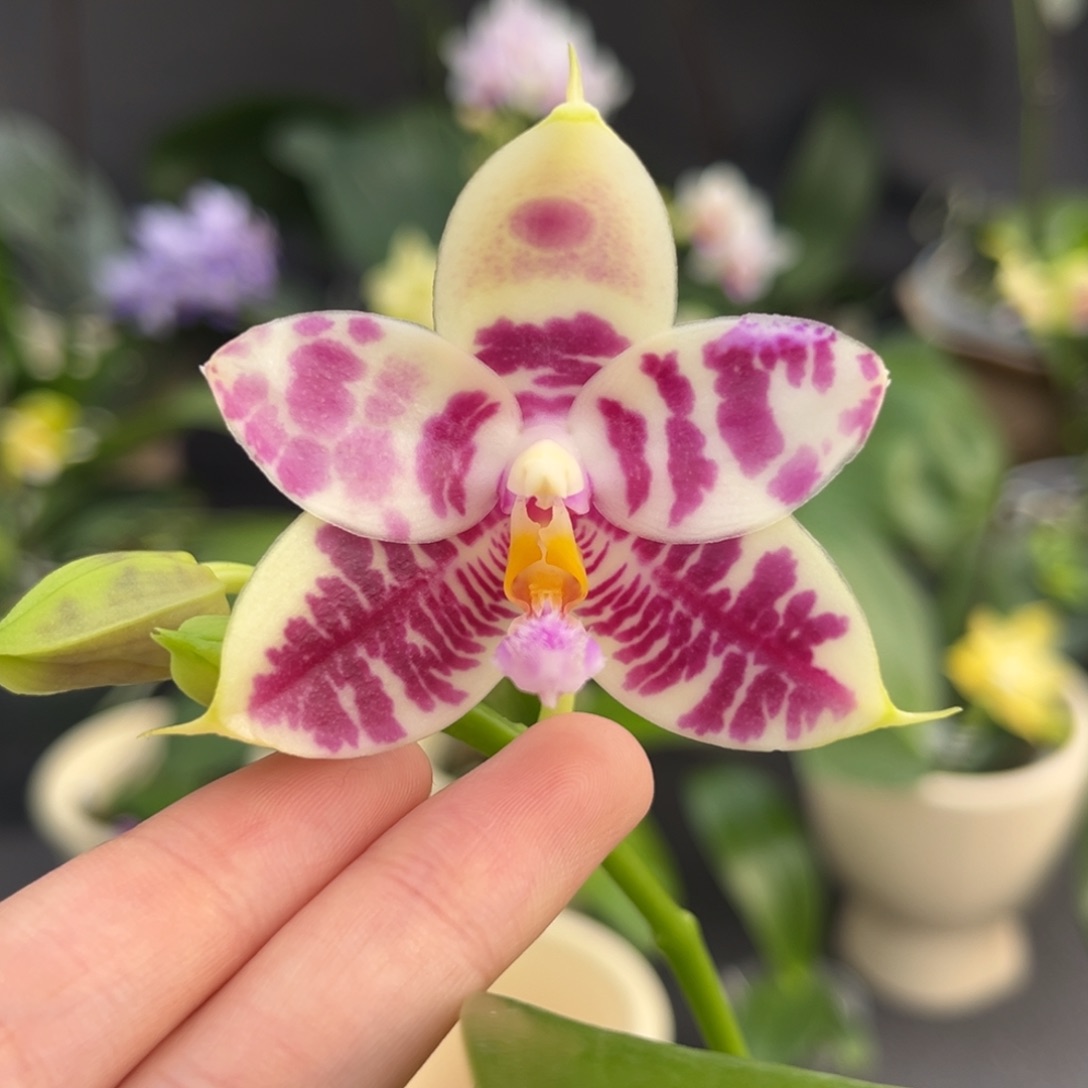 完全开放2.5寸710开花株