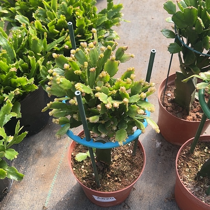 花***者完全开放820嫁接028
