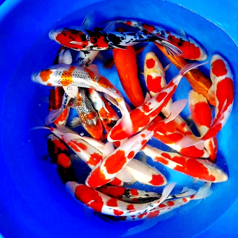 血统锦鲤红白大正观赏鱼不包邮