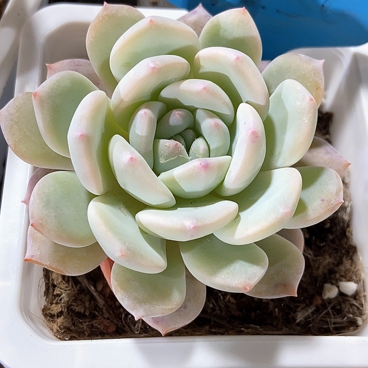 多肉植物雪茶7256
