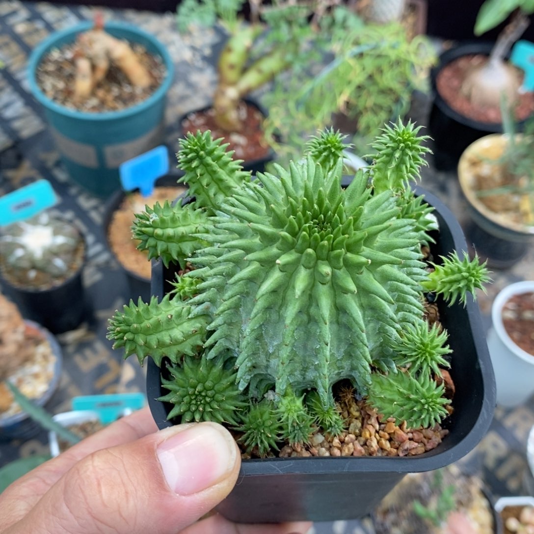 海胆大戟多肉植物