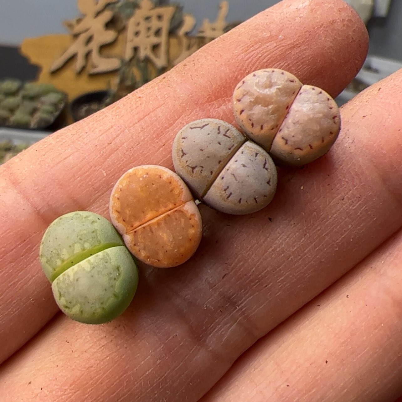 【闪购商品】00000001