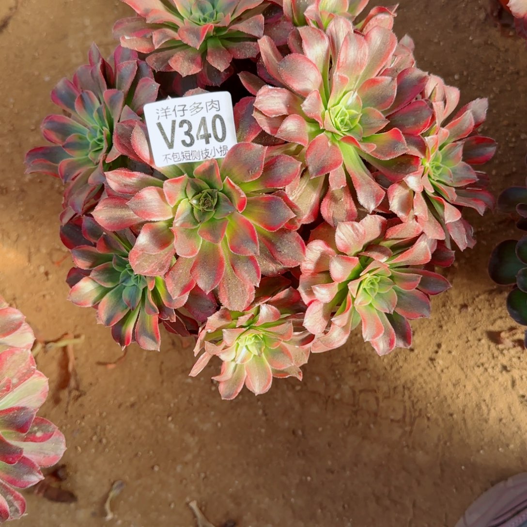 安娜发师340冠幅22