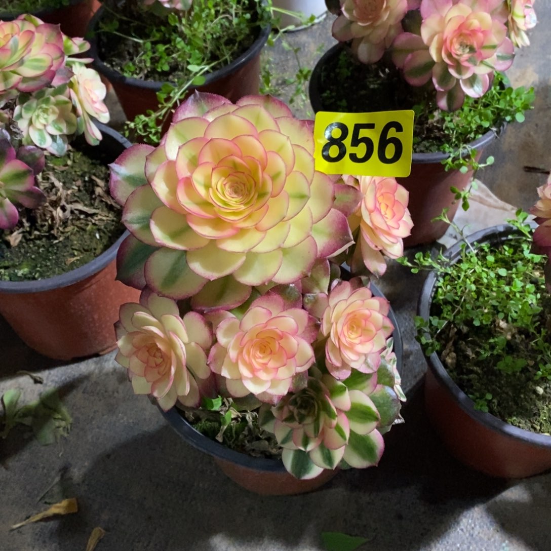 荔枝多肉法师有砍856