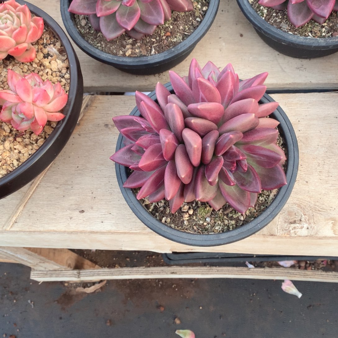 多肉植物迷雾泡泡